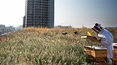 Vela na zelené stee paíského obchodního domu Beaugrenelle.