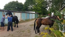 Uprchlé kon policisté zahnali mezi garáe, kde si je majitelé odchytili (4....