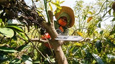 Avokádové plantáže vznikají na úkor lesů. Avokádové plantáže vznikají na úkor lesů.