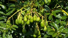 Avokádové plantáže vznikají na úkor lesů. Avokádové plantáže vznikají na úkor lesů.