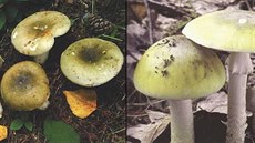 Vlevo holubinka, vpravo muchomůrka. Vlevo holubinka, vpravo muchomůrka.