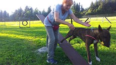 Ve Vratislavicích poblíž lesoparku mohou lidé cvičit psy na novém oploceném... Ve Vratislavicích poblíž lesoparku mohou lidé cvičit psy na novém oploceném...