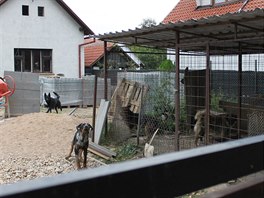 Smeka ps na zahrad v Luci nad Cidlinou (19.9.2016).