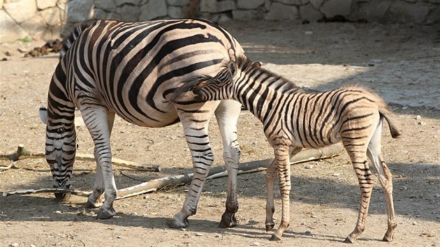 Mal zebra se nevzdaluje od sv matky.