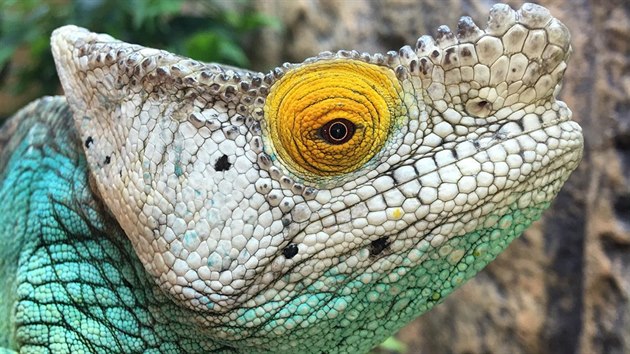 Chameleon Parsonv, kterho nkdo ukradl chovateli z Hradecka.