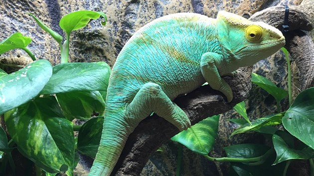 Chameleon Parsonv, kterho nkdo ukradl chovateli z Hradecka.