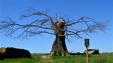Památný strom, který peil stovky let, ale u ne poslední bouku