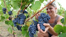 Jediná vinice na Vysočině, na Sádku nedaleko Třebíče, začala se sklizní vinné... Jediná vinice na Vysočině, na Sádku nedaleko Třebíče, začala se sklizní vinné...