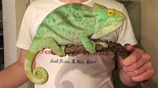 Chameleon Parsonv, kterého nkdo ukradl chovateli z Hradecka.