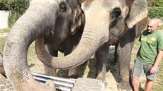 Slonice v ústecké zoo se seznamují s novými hrakami ve svém výbhu.