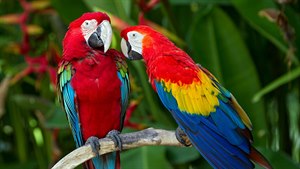Jaké je tajemství ei stoletých papouk?