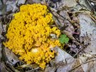 Kuátka - to jsou houby, o které se zajímá a je zkoumá mykolog Oldich...