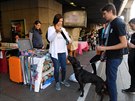 Na dyzajn marketu jste si mohli vybrat i obojek pro psa Na dyzajn marketu jste si mohli vybrat i obojek pro psa