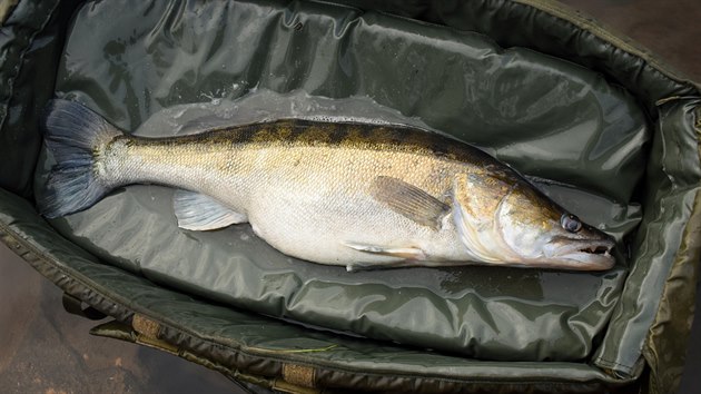 V minulosti opatření nařizující minimální míru nástražní rybičky 20 cm platilo... V minulosti opatření nařizující minimální míru nástražní rybičky 20 cm platilo...