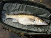 V minulosti opatření nařizující minimální míru nástražní rybičky 20 cm platilo... V minulosti opatření nařizující minimální míru nástražní rybičky 20 cm platilo...