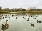 Mlýnský rybník v Říčanech na snímku z podzimu 2014 Mlýnský rybník v Říčanech na snímku z podzimu 2014