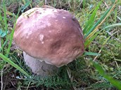 Hřib smrkový. Moc jich teď neroste, ale na výstavě v Pardubicích jsou v pátek a... Hřib smrkový. Moc jich teď neroste, ale na výstavě v Pardubicích jsou v pátek a...