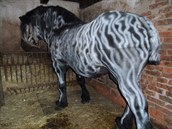 Kůň, na kterém se vandal vyřádil, má posprejované tělo a přišel o velkou část... Kůň, na kterém se vandal vyřádil, má posprejované tělo a přišel o velkou část...