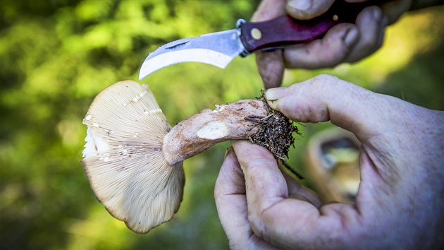 Na velikosti nezle. Zato na kondici houby ano.
Ani sten plesniv houby by se sbrat a jst nemly.