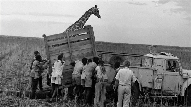 Josef Vgner zskval zvata pro zoo ve Dvoe Krlov na expedicch do Afriky.