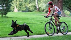 Rychlost v kategorii bikejöringu se pohybuje u hranice až 35 kilometrů za... Rychlost v kategorii bikejöringu se pohybuje u hranice až 35 kilometrů za...