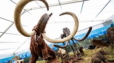 V areálu před brněnským Nákupním centrem Královo Pole se usídlili giganti z... V areálu před brněnským Nákupním centrem Královo Pole se usídlili giganti z...