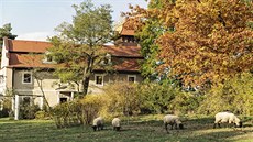 "Poprvé máme takhle malé stádo s pěti kusy. Nedávno jsme zrovna přírůstky... "Poprvé máme takhle malé stádo s pěti kusy. Nedávno jsme zrovna přírůstky...