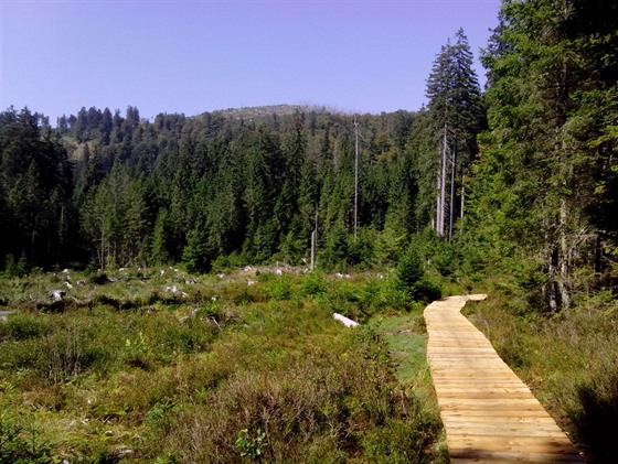 V letoním roce se NP umava rozhodl obnovit úsek mezi hraniními horami Plechý...
