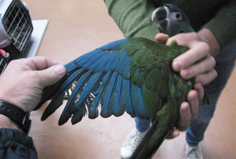 Mezi ptáky v pepravkách byl také tento papouek ara edolící.