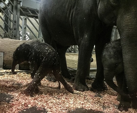 V praské zoo se narodilo sln. Jeho matkou je slonice Tamara (7.10.2016).