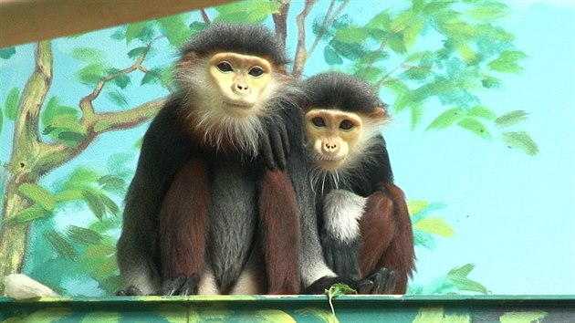 Langur duk (Pygathrix nemaeus) Langur duk (Pygathrix nemaeus)