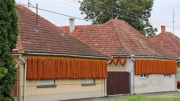 Bátya v období sklizn papriky