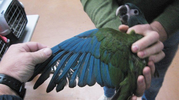 Mezi ptky v pepravkch byl tak tento papouek ara edolc.