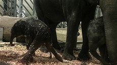 V pražské zoo se narodilo slůně. Jeho matkou je slonice Tamara (7.10.2016). V pražské zoo se narodilo slůně. Jeho matkou je slonice Tamara (7.10.2016).