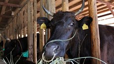 Farmái se v okolí elektrárny ve Fukuim starají o ozáený dobytek