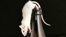 Podobné účinky, ale to je všechno. Ačkoli má konzumace alkoholu jisté účinky... Podobné účinky, ale to je všechno. Ačkoli má konzumace alkoholu jisté účinky...