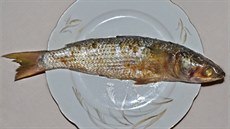 Fesikh aneb jak konzervovat rybu na egyptský zpsob