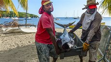 Úlovek místních rybá na Martiniku - obrovtí tuáci