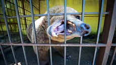 Tradice medvědů na řetězech, kteří tančili na tržištích, byla na Balkáně dlouho... Tradice medvědů na řetězech, kteří tančili na tržištích, byla na Balkáně dlouho...