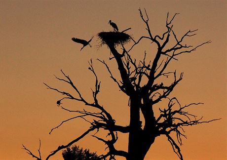 Solitéry na loukách fascinují fotografy, lákají k hnízdní ptáky a pro vzácný...