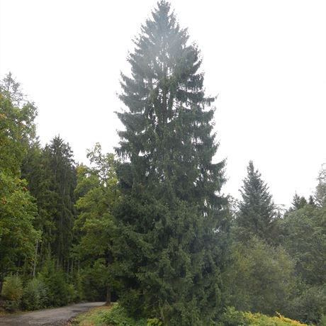 Letoní strom, který ozdobí vánoní trhy na Staromstském námstí, picestuje z...