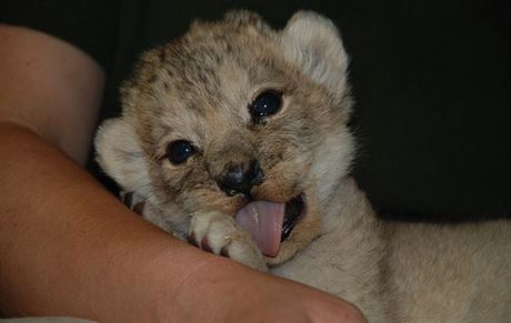 V zoologické zahrad v Plzni se narodilo mlád lva berberského. S krmením matce...