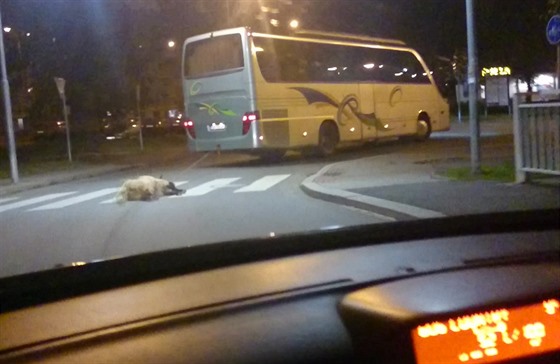 Autobus v Klatovech za sebou táhl ovci.