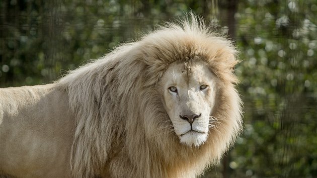 V Zoo Dvorec chovaj pr blch lv.