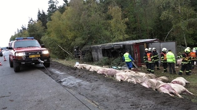 Na dlnici D1 pobl Devti k se ve tvrtek rno pevrtil maarsk kamion z prasaty. Nehoda zkomplikovala cestu smrem na Prahu. (13.10.2016)