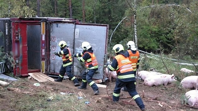 Na dlnici D1 pobl Devti k se ve tvrtek rno pevrtil maarsk kamion z prasaty. Nehoda zkomplikovala cestu smrem na Prahu. (13.10.2016)