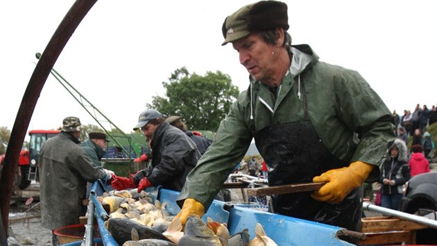 umvaldsk rybnk vydal pi vlovu zhruba 85 tun ryb, akce pilkala o vkendu zstupy zvdavc i zjemc o erstv vyloven ryby.