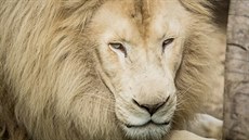 V Zoo Dvorec chovají pár bílých lvů. V Zoo Dvorec chovají pár bílých lvů.