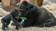 Skupina goril nížinných je i se třemi mláďaty ve stávajícím pavilonu spokojená,... Skupina goril nížinných je i se třemi mláďaty ve stávajícím pavilonu spokojená,...
