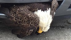 Záchrana orla blohlavého z nárazníku auta (8. íjna 2016)